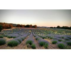 Parcela en Venta en Albalate de Zorita, Guadalajara