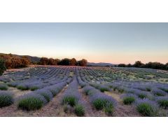 Tegeisa vende parcela con preciosas vistas en la Urbanización Nueva sierra
