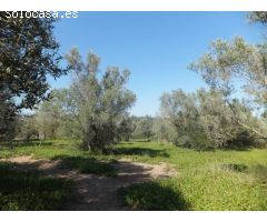 FINCA RÚSTICA CON VISTAS AL DELTA DEL EBRO