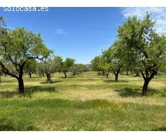 PARCELA RUSTICA EN BUENA ZONA DE BIAR