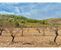 Terreno de Más de 50,000 m2 con Cultivo de Almendros en Las Virtudes, a Solo 7 Kilómetros de Villena