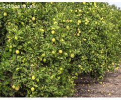 Finca rustica en Venta en Castrillo de Murcia, Murcia