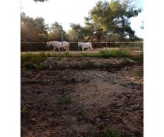 Finca rustica en Venta en San Juan de Alicante, Alicante