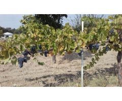 Urbis te ofrece una parcela en venta en Zamayón, Salamanca.