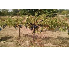 Urbis te ofrece una parcela en venta en Zamayón, Salamanca.