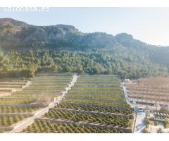 ¿eres de los que siempre han soñado con tener una finca de naranjos?