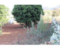 SOLAR URBANO CON FINCA RUSTICA