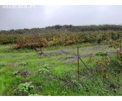 FINCA RUSTICA CON VIÑA EN EL SAUZAL