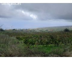 FINCA RUSTICA CON VIÑA EN EL SAUZAL