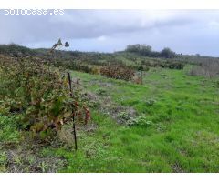 FINCA RUSTICA CON VIÑA EN EL SAUZAL