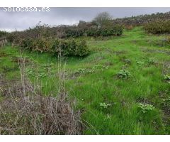 FINCA RUSTICA CON VIÑA EN EL SAUZAL