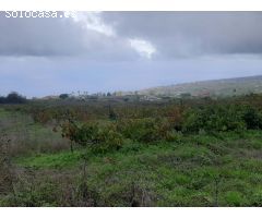 FINCA RUSTICA CON VIÑA EN EL SAUZAL