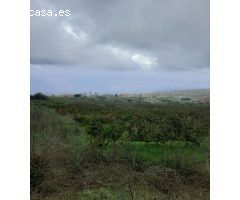 FINCA RUSTICA CON VIÑA EN EL SAUZAL