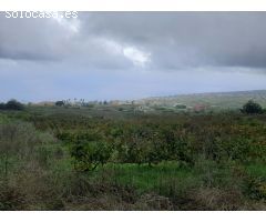FINCA RUSTICA CON VIÑA EN EL SAUZAL