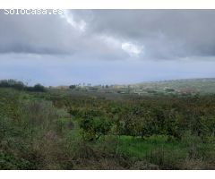 FINCA RUSTICA CON VIÑA EN EL SAUZAL