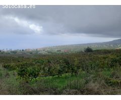FINCA RUSTICA CON VIÑA EN EL SAUZAL