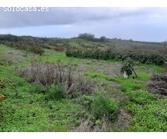 FINCA RUSTICA CON VIÑA EN EL SAUZAL