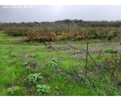 FINCA RUSTICA CON VIÑA EN EL SAUZAL