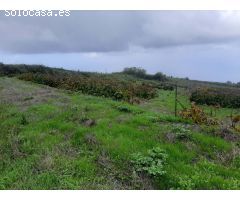 FINCA RUSTICA CON VIÑA EN EL SAUZAL