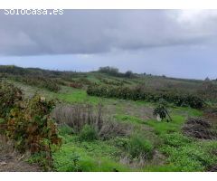 FINCA RUSTICA CON VIÑA EN EL SAUZAL