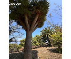 Amplia Casa Familiar con Oportunidades Únicas en Tacoronte