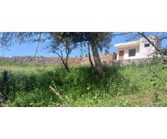 Terreno Rústico en Tacoronte: Viñedos, Frutales y Cuarto de Aperos en un Bonito Entorno Natural.