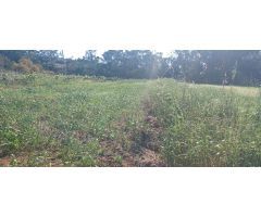 Terreno Rústico en Tacoronte: Viñedos, Frutales y Cuarto de Aperos en un Bonito Entorno Natural.