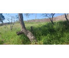 Terreno Rústico en Tacoronte: Viñedos, Frutales y Cuarto de Aperos en un Bonito Entorno Natural.