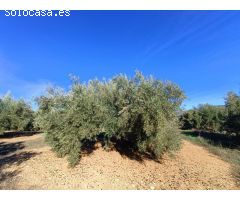 Masía para reformar con 4 hectáreas de olivos maduros