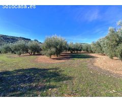 Masía para reformar con 4 hectáreas de olivos maduros