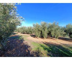 Masía para reformar con 4 hectáreas de olivos maduros