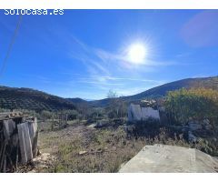 Masía para reformar con 4 hectáreas de olivos maduros