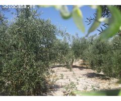Huerta a un paso de Baena