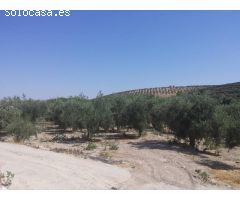 Huerta a un paso de Baena