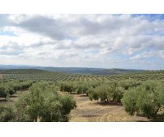 OLIVAR EN VENTA