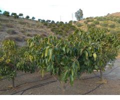 parcela de mangos con casa