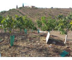 Finca de aguacates y mangos con casa