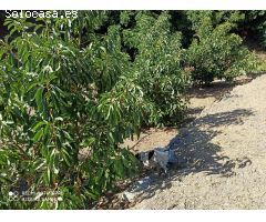 finca de aguacates con cortijo