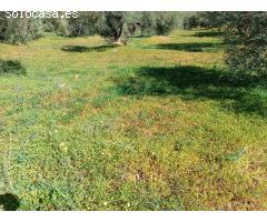parcela enolias puesta de olivos