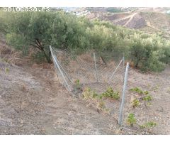 Parcela en almachar de olivos