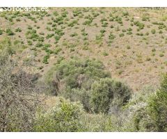 Parcela rustica de viñas y olivos en almachar