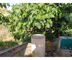 casa con parcela en el borge para reformar