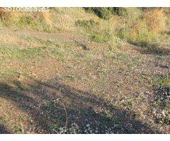 Parcela en almachar puesto de olivos