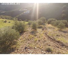 Parcela en almachar puesto de olivos