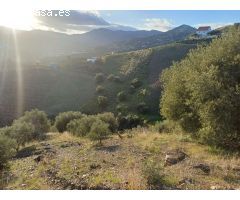 Parcela en almachar puesto de olivos
