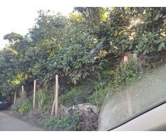 Parcela de aguacates con agua