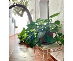 Casa grande en casco histórico