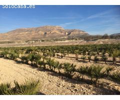 Finca Rústica con cultivo palmeras enanas Agost