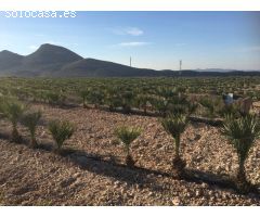 Finca Rústica con cultivo palmeras enanas Agost
