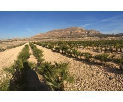 Finca Rústica con cultivo palmeras enanas Agost